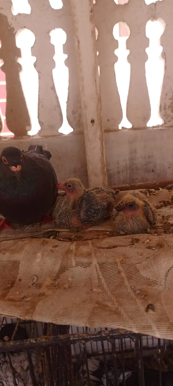 Female exchange with kabli ya gola male — photo 2