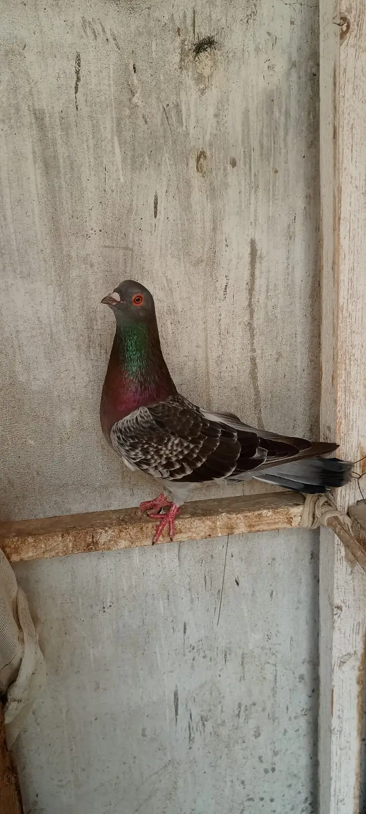 Female exchange with kabli ya gola male — photo 3
