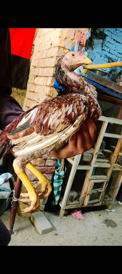 Aseel patha pathi  for sale in gujrat fawara chonk