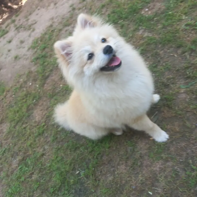 Pomeranian (German Spitz) — photo 9