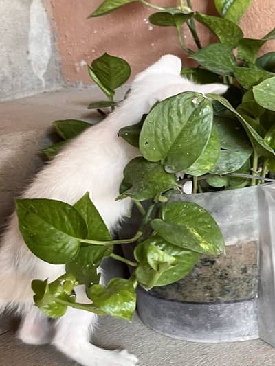 Kitten for sale