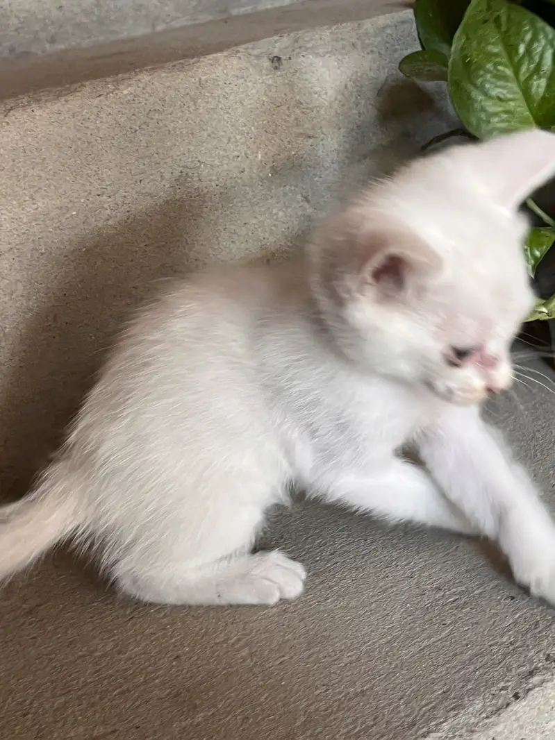 Kitten for sale — photo 2