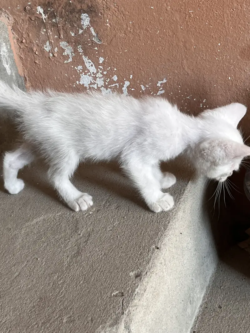 Kitten for sale — photo 3