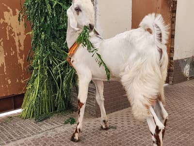 bakra