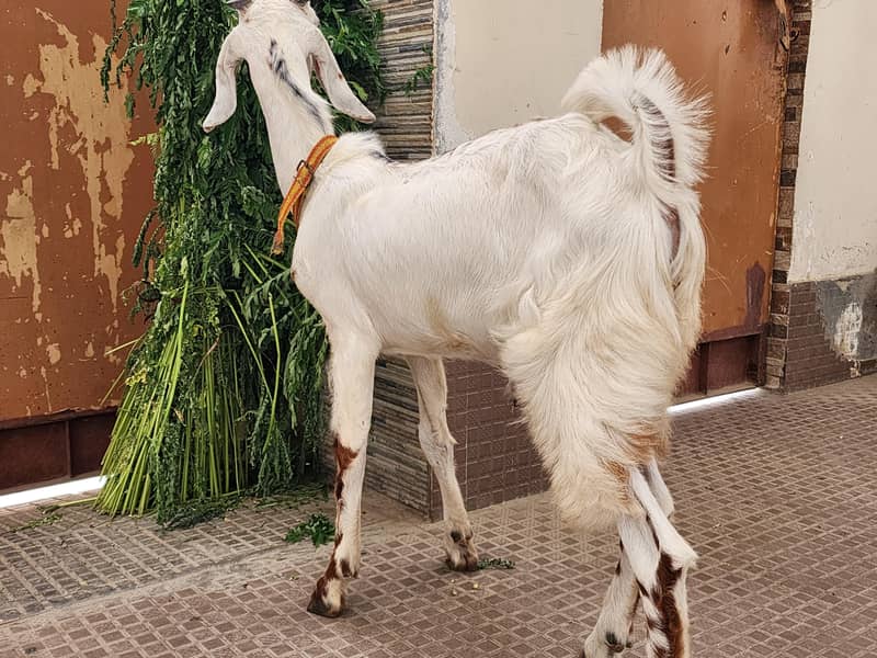 bakra 1