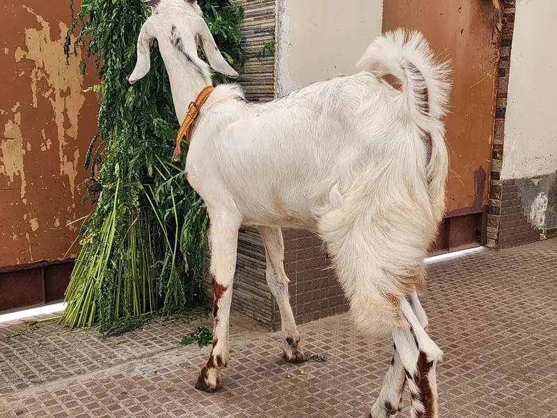 bakra — photo 2