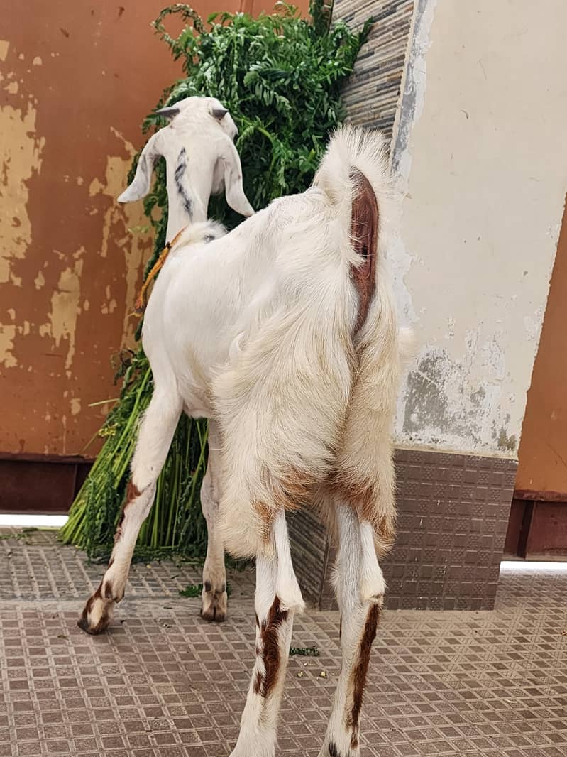 bakra 2