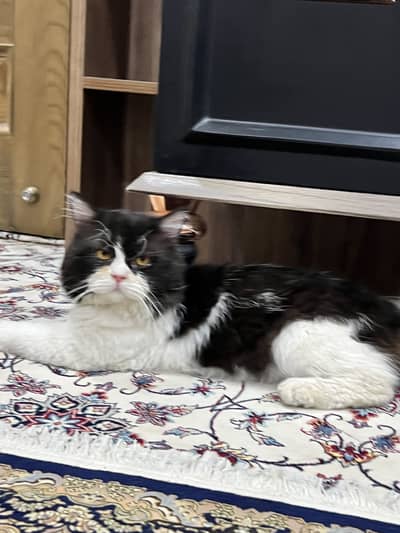 Premium Black & White Persian Cat | Long Hair Tuxedo|Healthy & Beautif