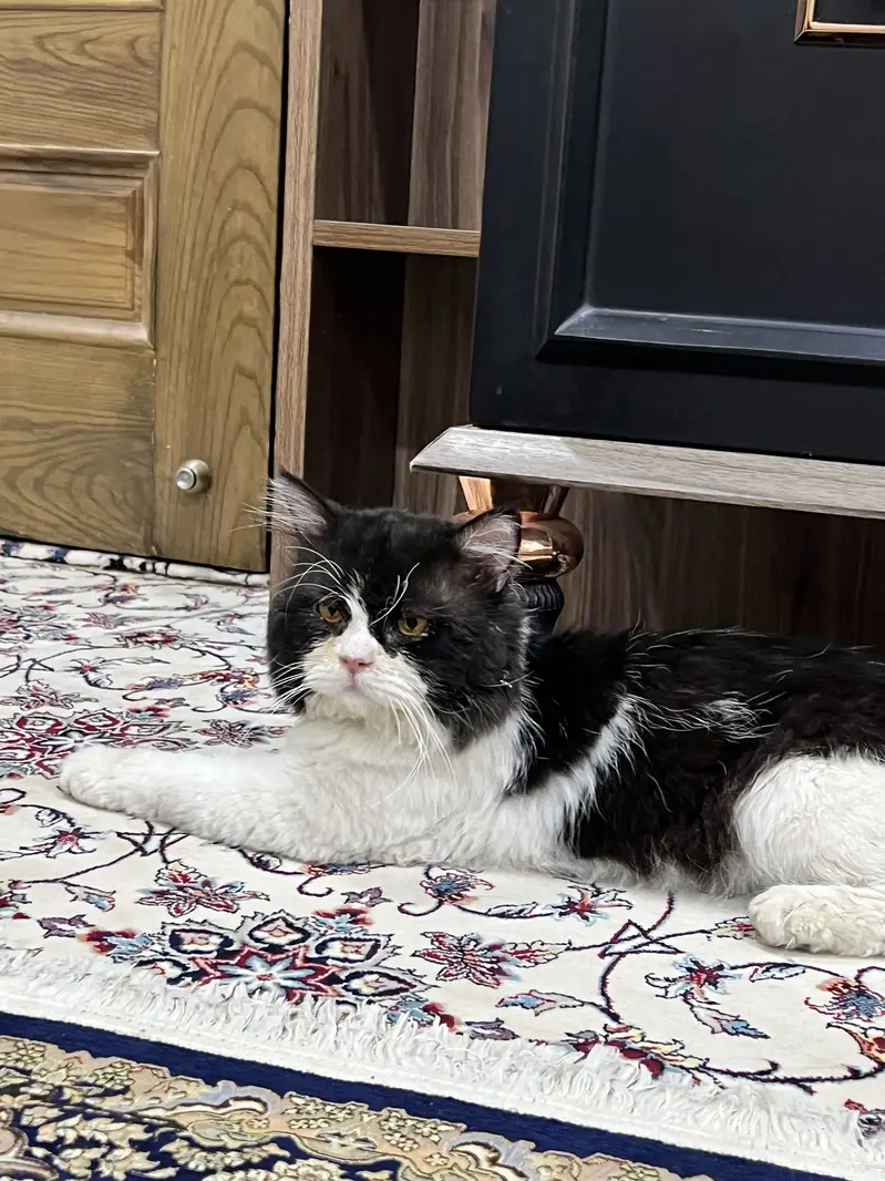 Premium Black & White Persian Cat | Long Hair Tuxedo|Healthy & Beautif — photo 2