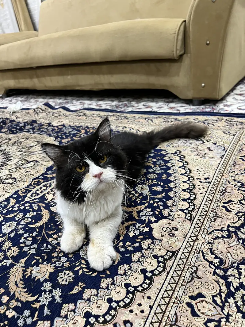Premium Black & White Persian Cat | Long Hair Tuxedo|Healthy & Beautif — photo 3