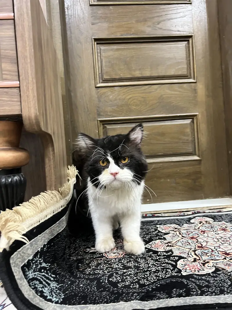 Premium Black & White Persian Cat | Long Hair Tuxedo|Healthy & Beautif — photo 5