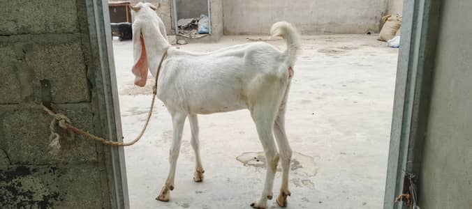 Gulabi BAKRI 2 Dant