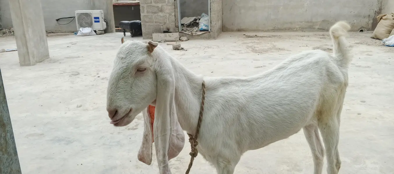 Gulabi BAKRI 2 Dant — photo 2