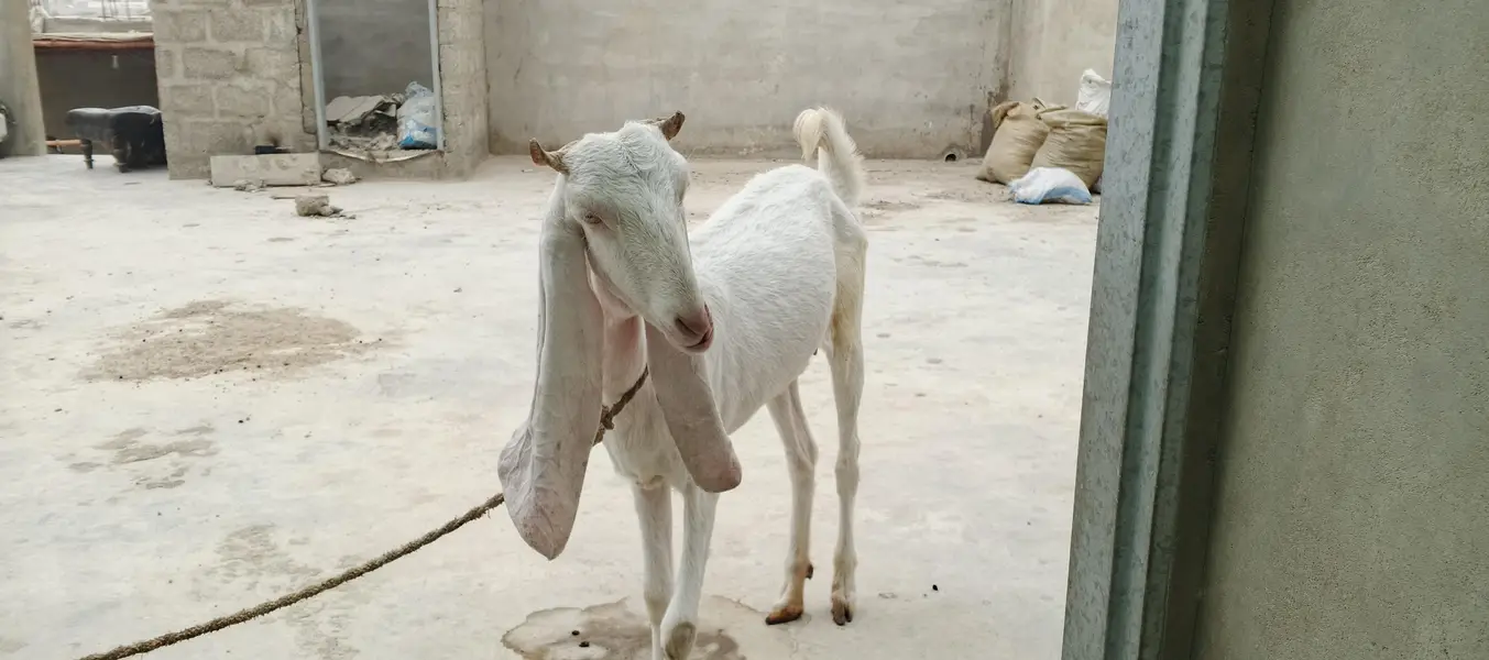 Gulabi BAKRI 2 Dant — photo 3