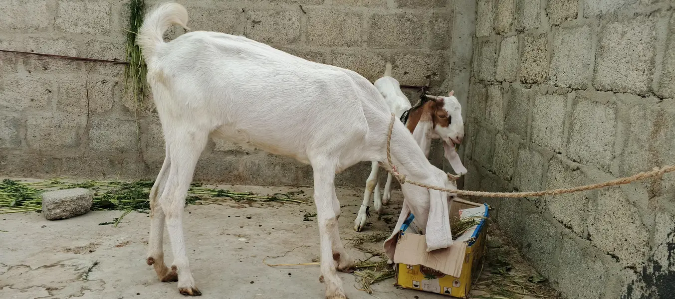 Gulabi BAKRI 2 Dant — photo 4