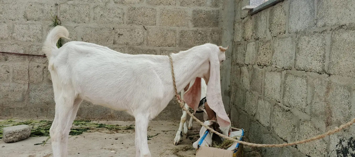 Gulabi BAKRI 2 Dant — photo 5