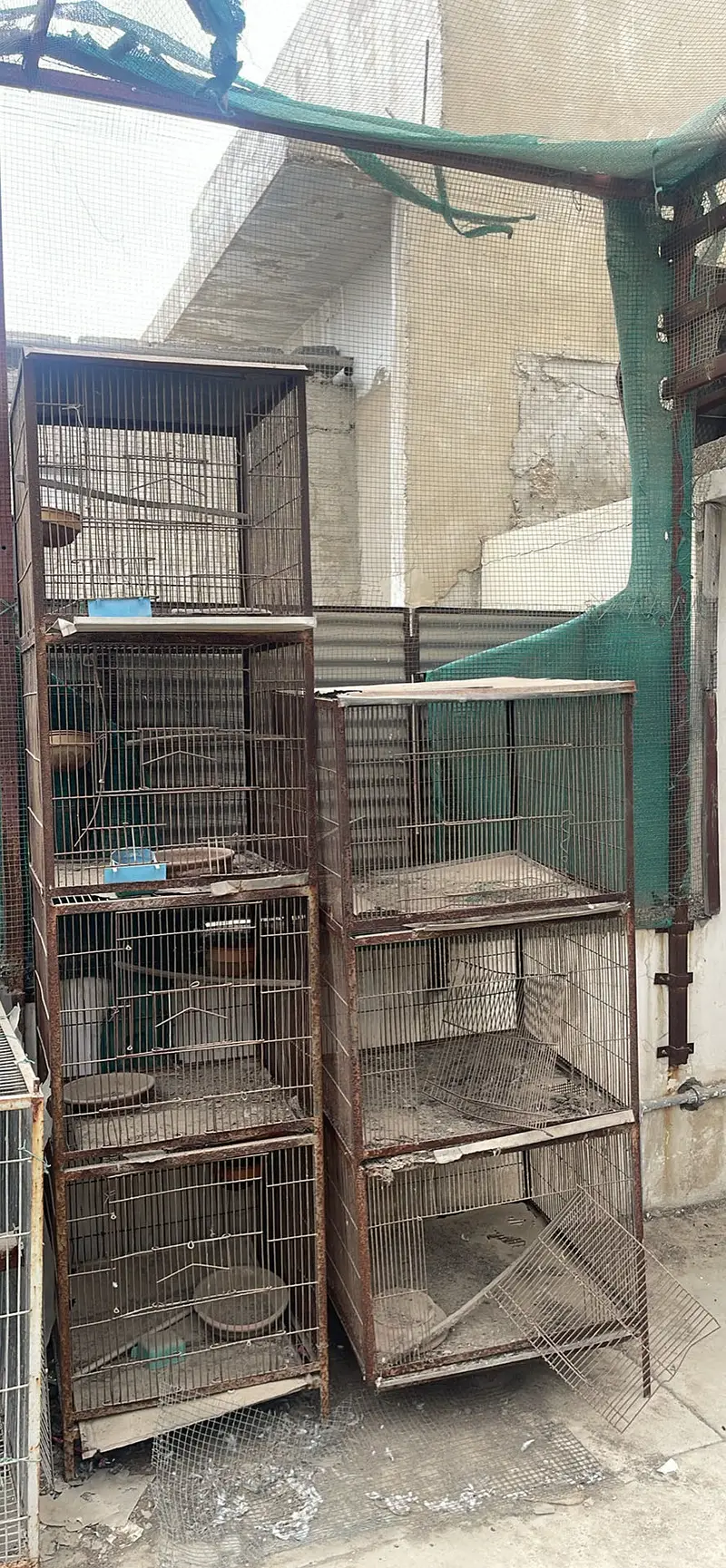 Cages for sale per piece 4500