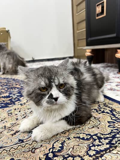 Premium Grey & White Persian Cat | Long Hair | Healthy & Fluffy