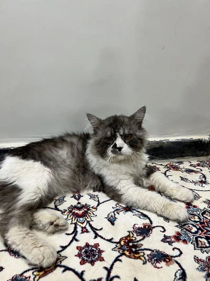 Premium Grey & White Persian Cat | Long Hair | Healthy & Fluffy — photo 2