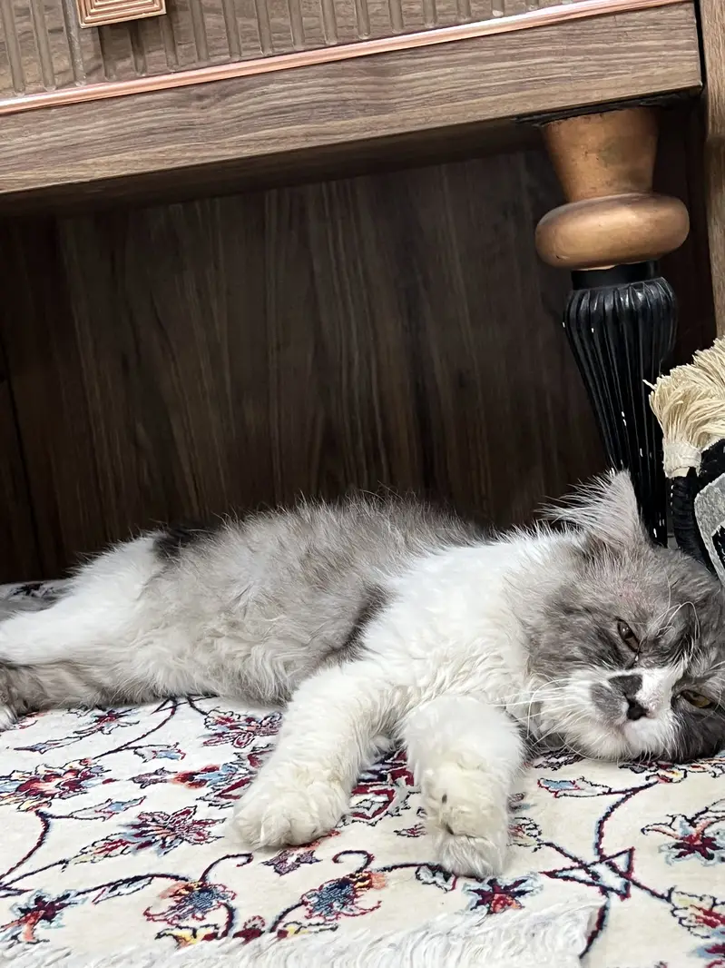 Premium Grey & White Persian Cat | Long Hair | Healthy & Fluffy — photo 3