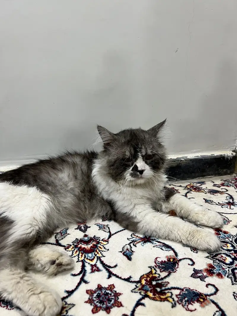 Premium Grey & White Persian Cat | Long Hair | Healthy & Fluffy — photo 4