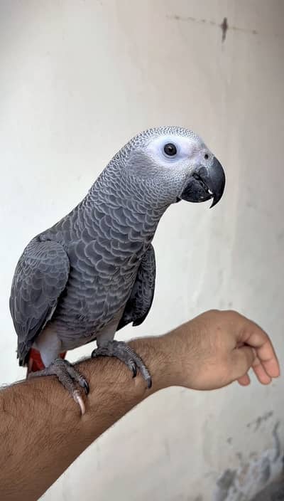 African gary