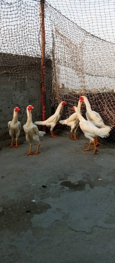 Shamoo Aseel Male | Female Aseel | Breeder | High Quality Available