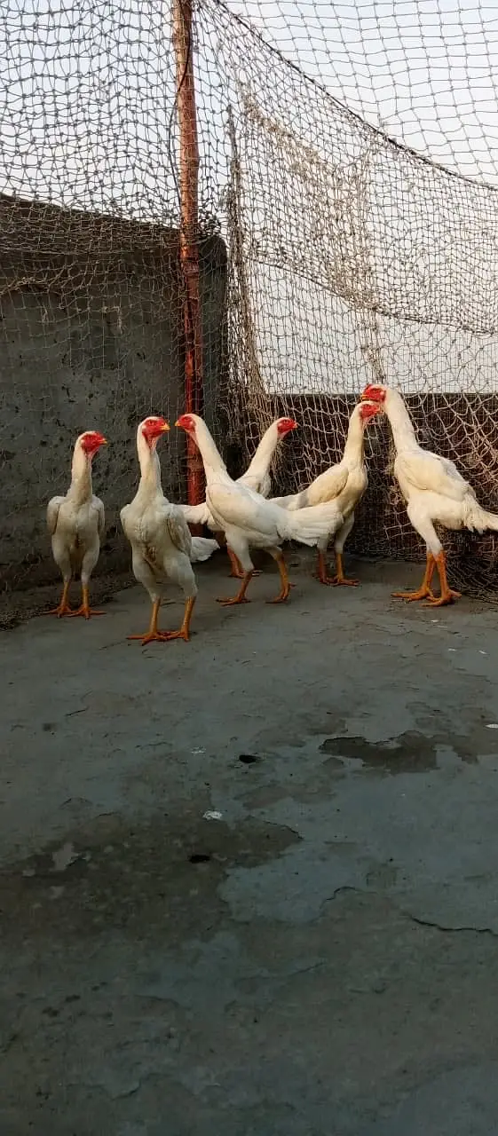 Shamoo Aseel Male | Female Aseel | Breeder | High Quality Available — photo 2