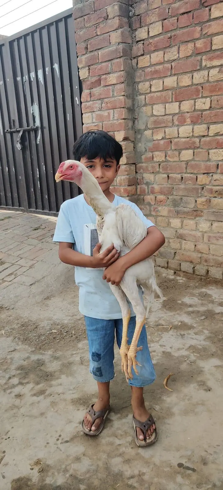 Shamoo Aseel Male | Female Aseel | Breeder | High Quality Available — photo 3