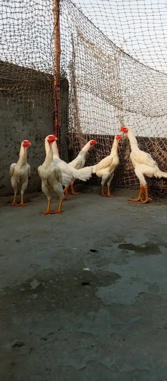 Shamoo Aseel Male | Female Aseel | Breeder | High Quality Available — photo 4