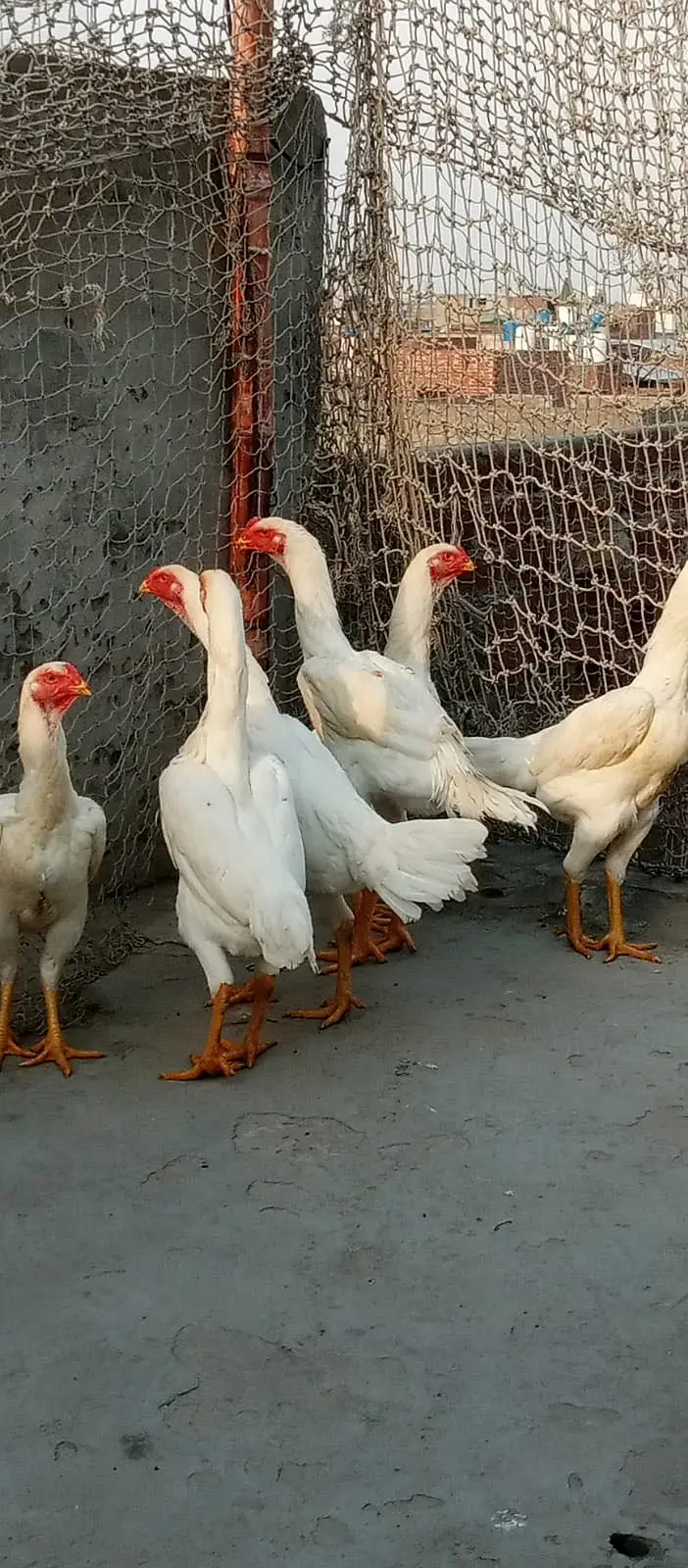 Shamoo Aseel Male | Female Aseel | Breeder | High Quality Available — photo 5