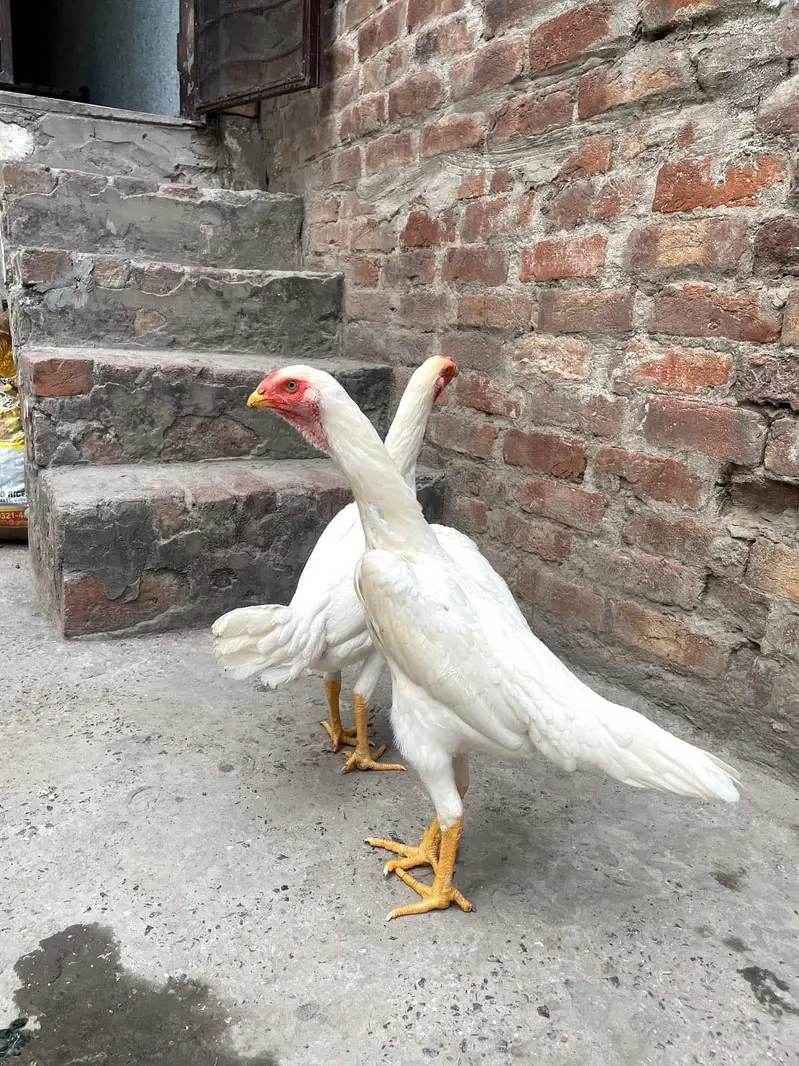 Shamoo Aseel Male | Female Aseel | Breeder | High Quality Available — photo 6