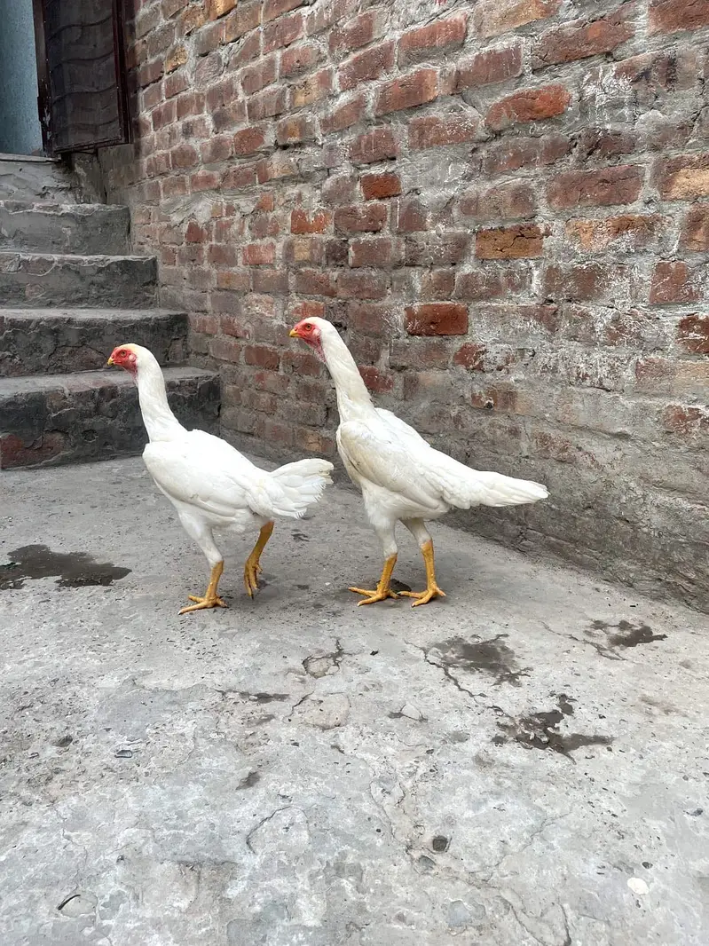 Shamoo Aseel Male | Female Aseel | Breeder | High Quality Available — photo 7