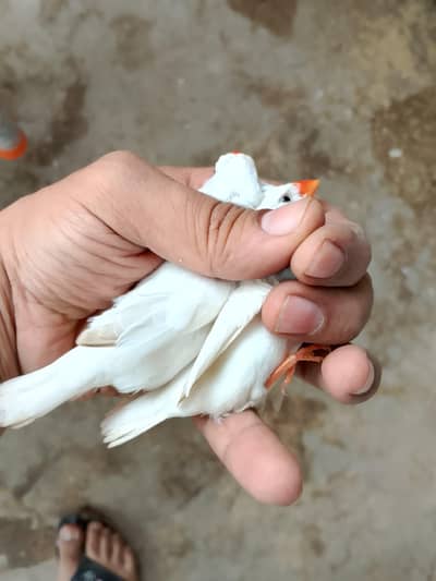 Snow white Finch and finch matki