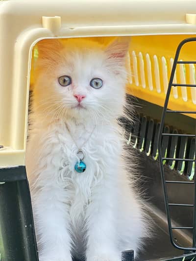 White Persian Triple Coat Kitten | 4 Months | With all accessories