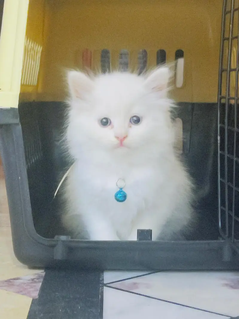 White Persian Triple Coat Kitten | 4 Months | With all accessories — photo 2