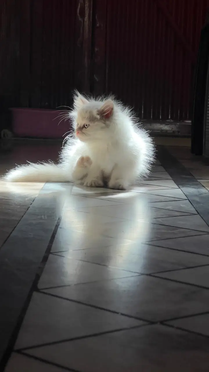 White Persian Triple Coat Kitten | 4 Months | With all accessories — photo 3