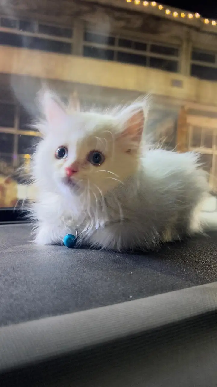 White Persian Triple Coat Kitten | 4 Months | With all accessories — photo 4