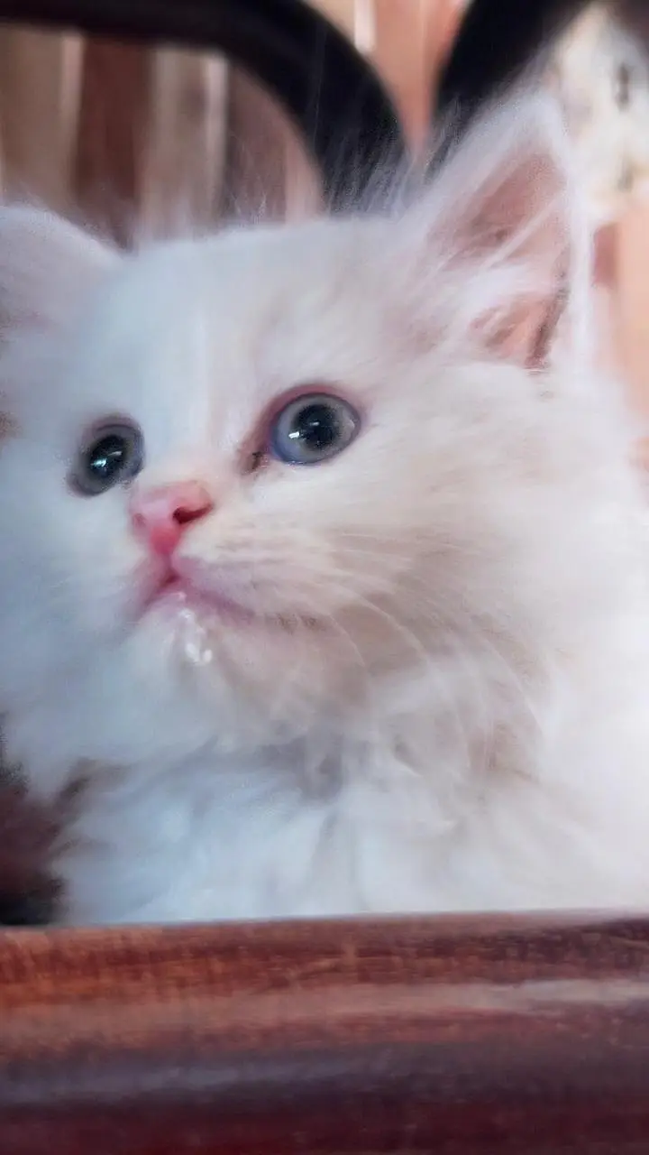 White Persian Triple Coat Kitten | 4 Months | With all accessories — photo 5