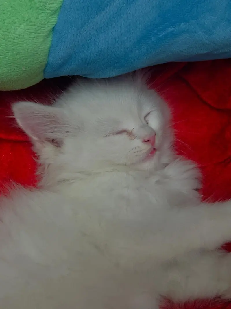 White Persian Triple Coat Kitten | 4 Months | With all accessories — photo 6