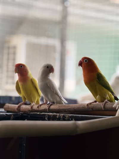 LOVE BIRDS AND COCKTAILS FOR SALE !!!!