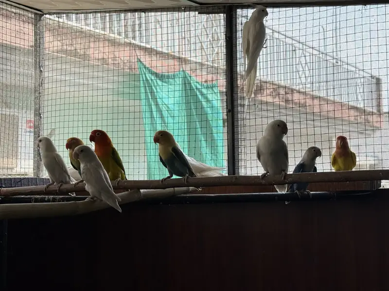 LOVE BIRDS AND COCKTAILS FOR SALE !!!! — photo 2