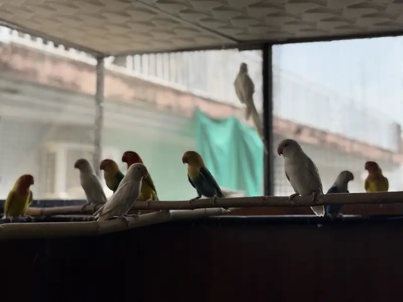 LOVE BIRDS AND COCKTAILS FOR SALE !!!! — photo 4