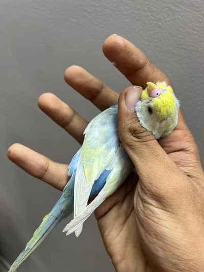 Quality Rainbow Male