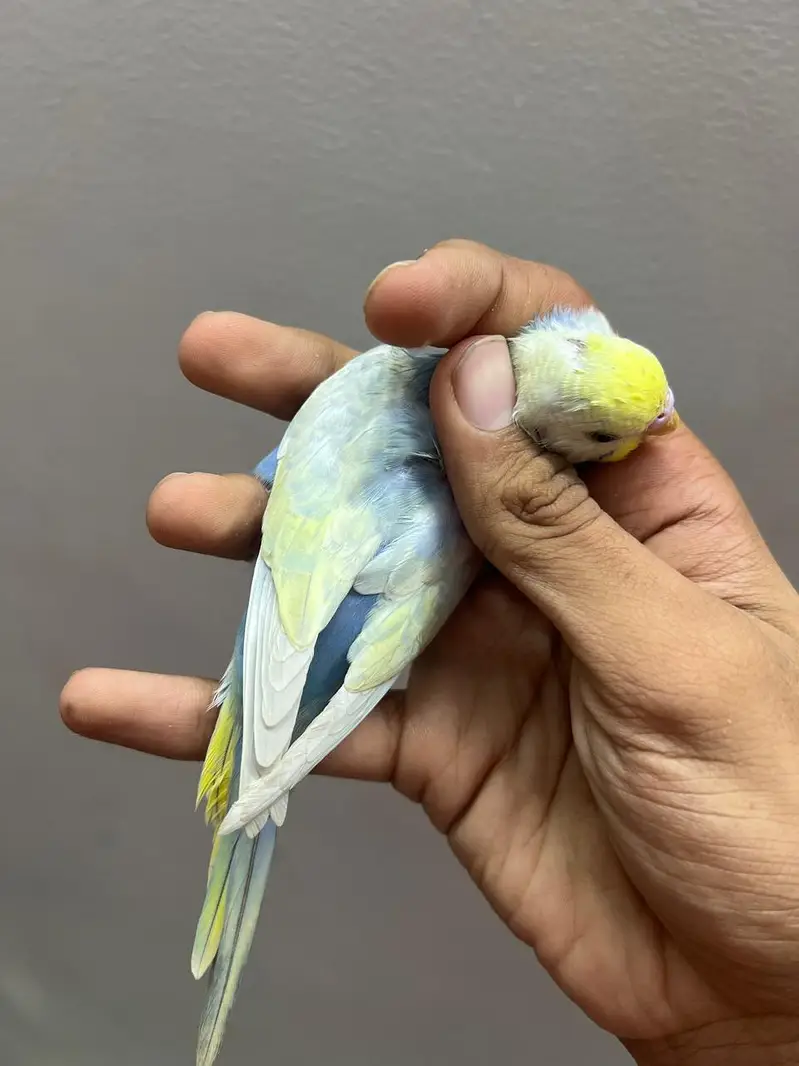 Quality Rainbow Male — photo 2