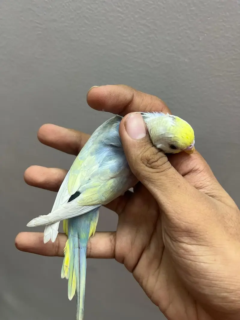 Quality Rainbow Male — photo 3