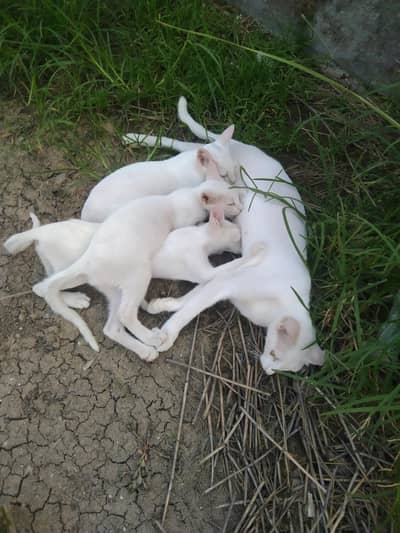 3 kitten 1 mother cat for sale