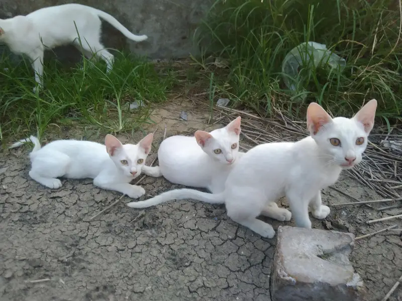 3 kitten 1 mother cat for sale — photo 2