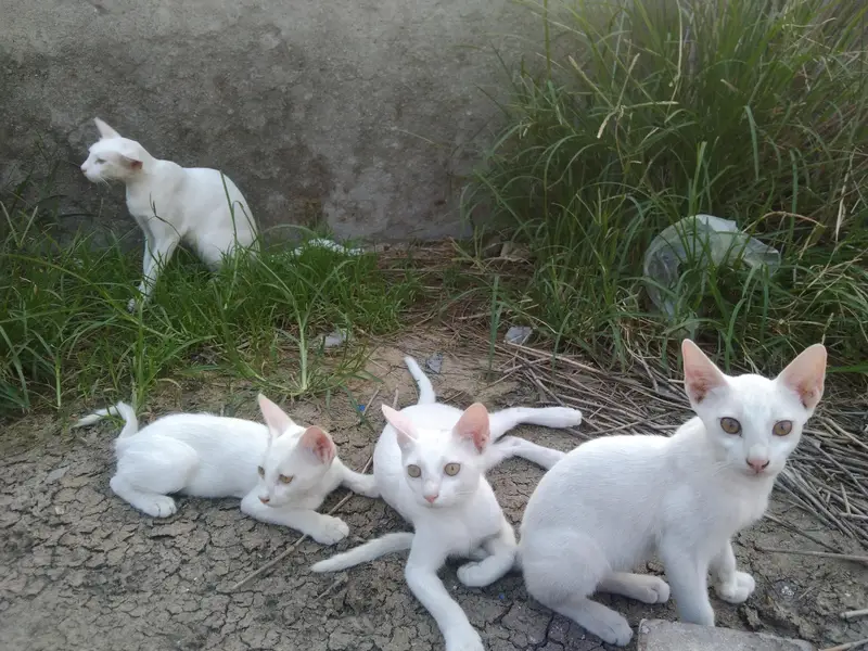 3 kitten 1 mother cat for sale — photo 3