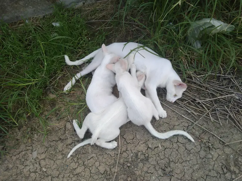 3 kitten 1 mother cat for sale — photo 4